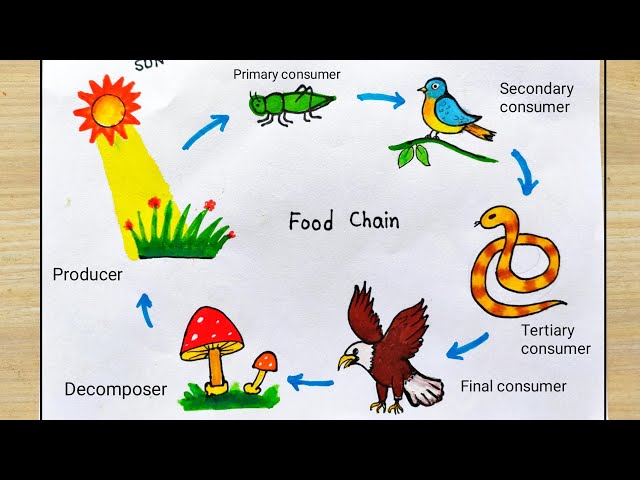 Food Web Label KEY