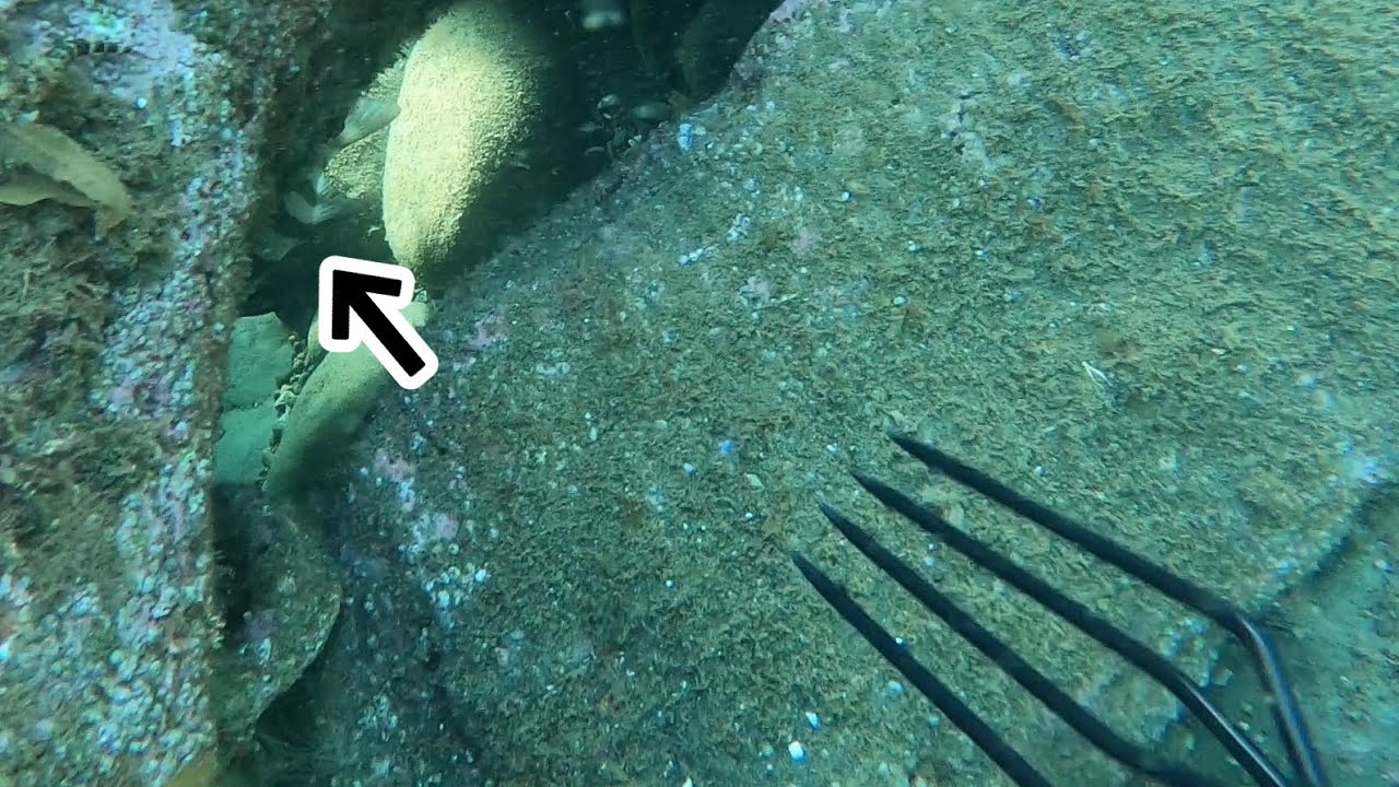 ワケあって今回は竹ヤスを使って魚突きに挑戦しました♪【スピアフィッシング】 - YouTube