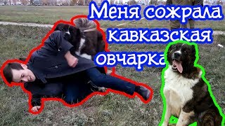 Меня сожрала кавказская овчарка! Меня сожрала кавказская овчарка!