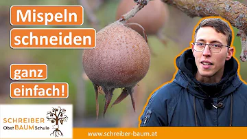 Wie schneidet man einen Mispelbaum?