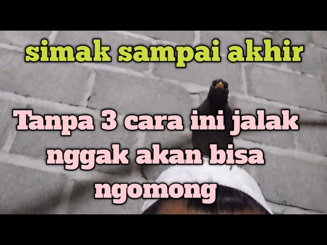 3 cara yg pasti bikin jalak ngomong dan isian,cepat tepat class=