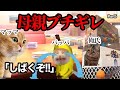 回転寿司で父親がお母さんにガチギレされる瞬間w w w #猫ミーム #猫マニ #あるある【総集編】