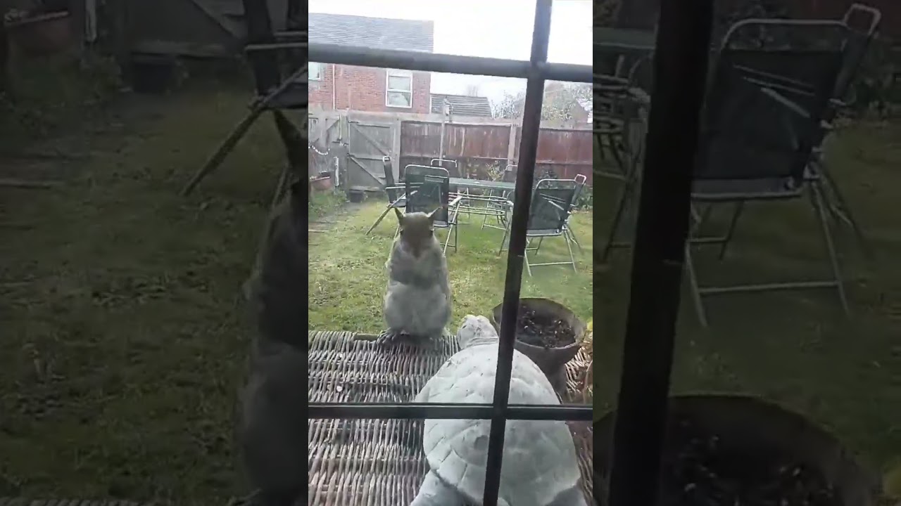 Understanding Squirrel Communication with Humans🤔☺️