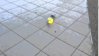 Гигантский кузнечик размером с теннисный мяч