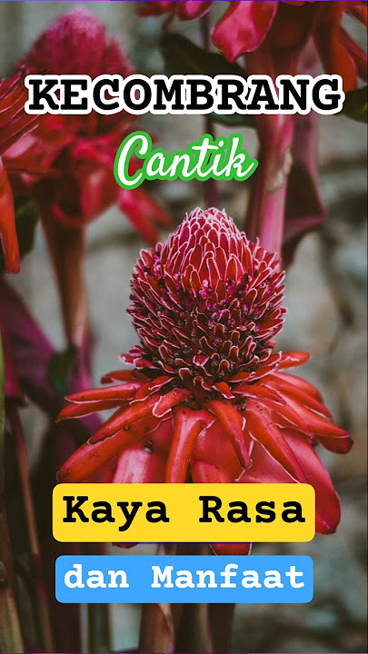 Kecombrang : Bunga Cantik Kaya Rasa & Manfaat!#youtubeshorts #youtubevideo #feedshorts #shorts #fyp