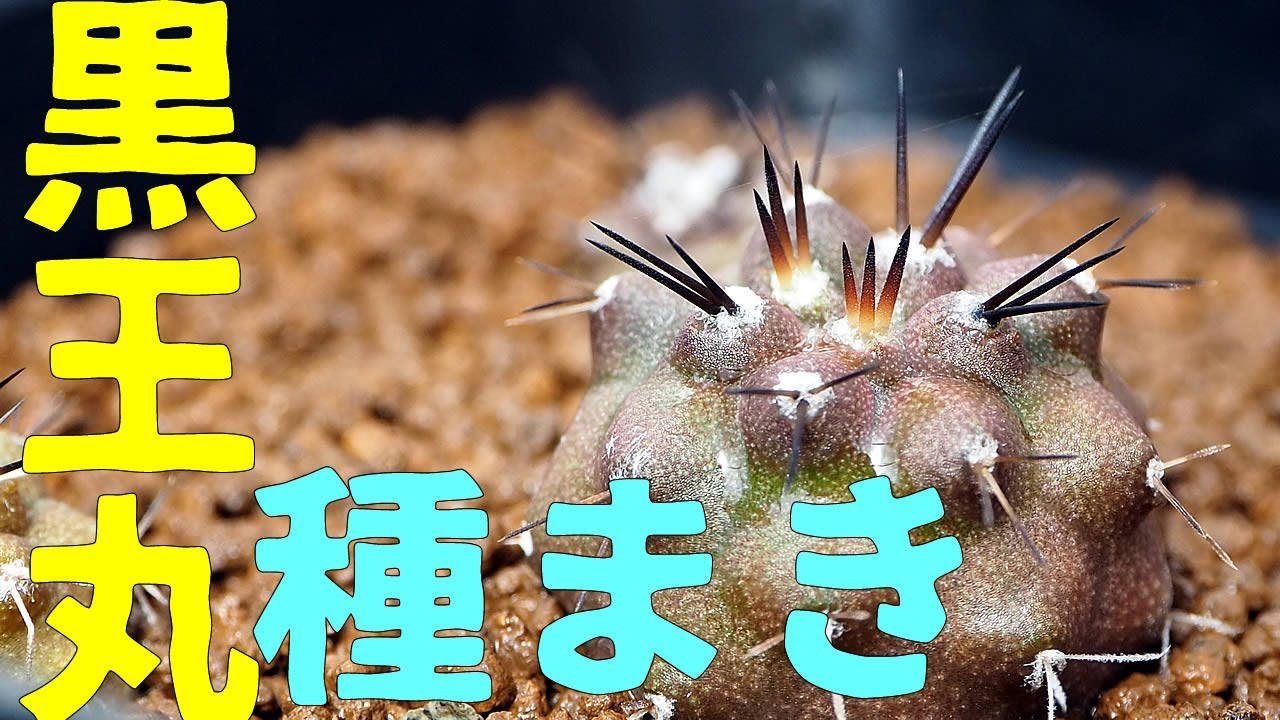 サボテン動画】 黒王丸の種を蒔いて育ててみた - YouTube