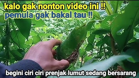 Cara Mencari Sarang Burung Prenjak Lumut Untuk Pemula