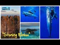 Spearfishing french polynesia  asd stoning wahoo