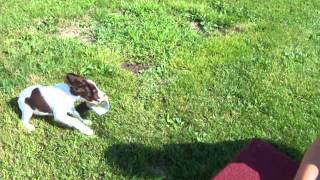 Pine Shadows Wheaties Pistol females 001