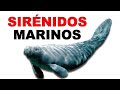 Manatíes: Lo que NO 🤔 SABIAS sobre estos SIRÉNIDOS MARINOS - Animales Salvajes