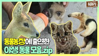 개미핥기가 왜 거기서 나와...? 동물농장에 출연한 야생 동물 모음집★ I TV동물농장 (Animal Farm) | SBS Story