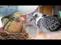 We secretly raised pigeons for 8 months heres what happened