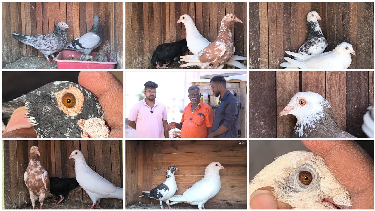 Syed's Loft - Coimbatore. Top Collection of Bird's with good eye signs 🕊️