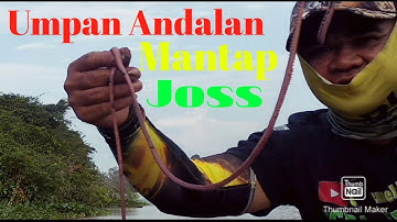 Cacing Nipah !!! Umpan Andalan, Mantap Joss Untuk Mancing Udang Galah Dan Ikan