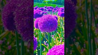 Purple Flower Paradise 💜 | Relaxing Nature Garden 4K | Peaceful Spring Flowers