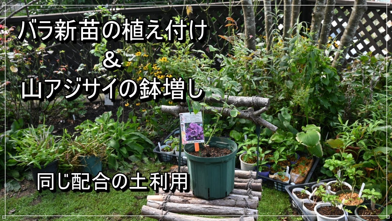 バラ新苗の植え付け＆山アジサイの鉢増し】ガーデニング/バラ/別荘の