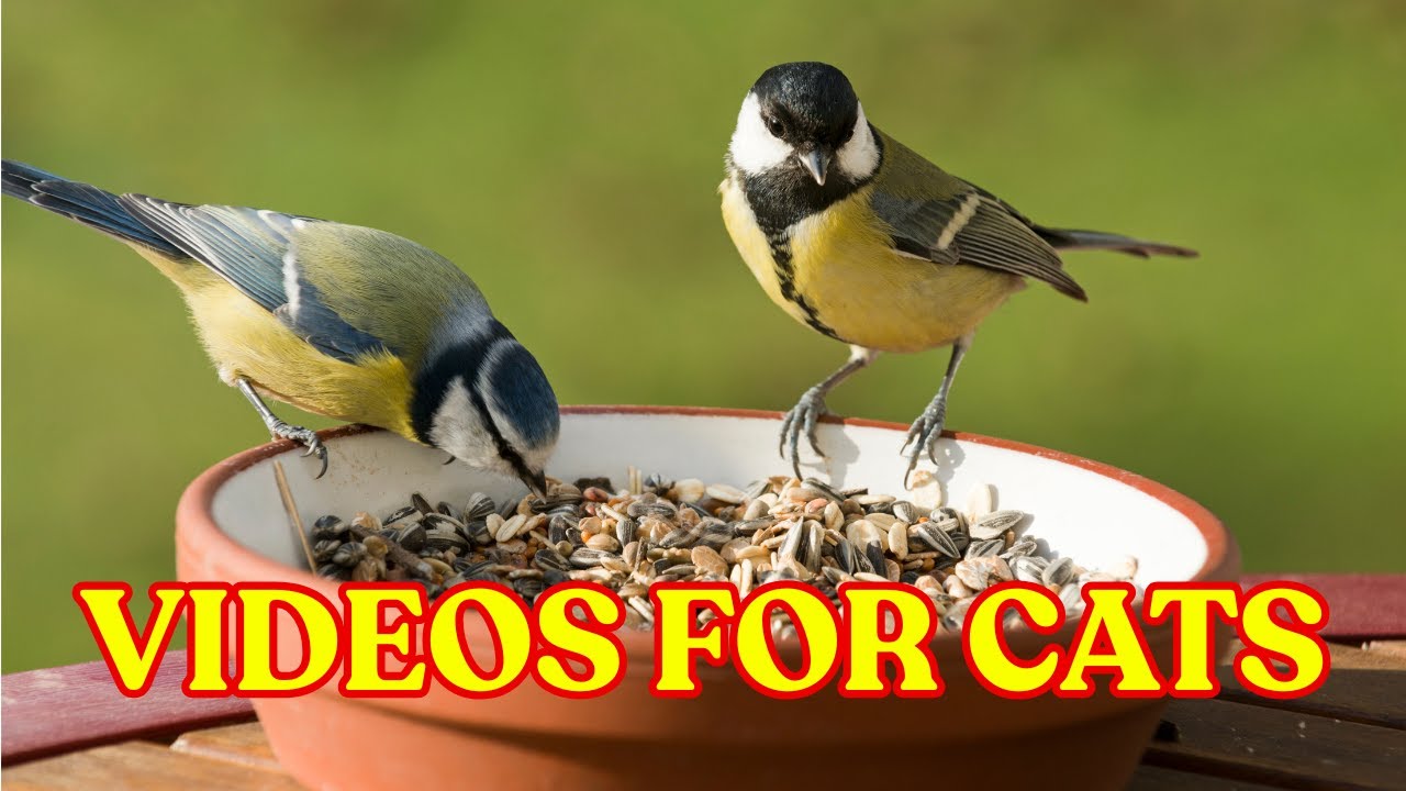 Videos for Cats to Watch - Cat TV for Cats to Watch 2026  