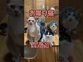 【お喋り猫】茶々丸くん、来年の目標は? #保護猫 #しゃべる猫 #喋る猫