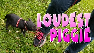 Meet the noisiest piggie with the strangest story ever - teacup pigs by Cavy Central Guinea Pig Rescue with Lyn 953 views 1 year ago 11 minutes, 46 seconds