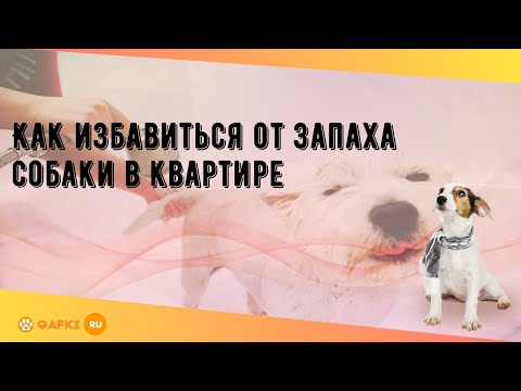 Как избавиться от запаха собаки в квартире