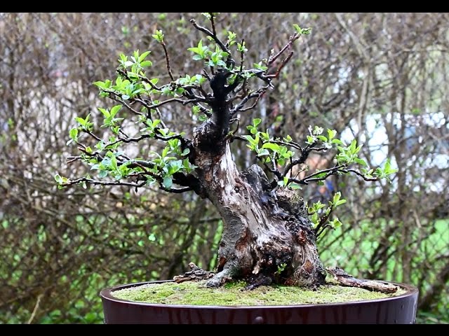 Apple tree bonsai, May 4th, 2015