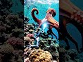 #Fight #Giant octopus