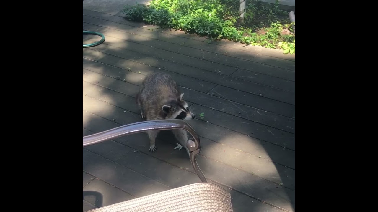 Raccoon Tries To Take Cell Phone ViralHog