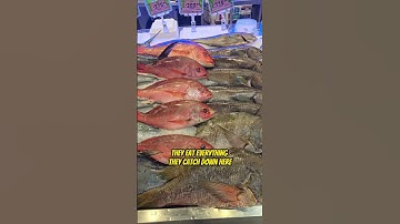 These fish got us scratching our heads... Name them in the comments!