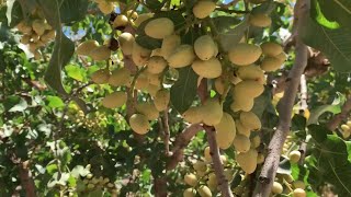 Фисташка Кале-Гучи для садоводства в России | Ростов-на-Дону | Small Gardens