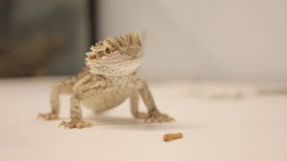 Jaws Through the Ages - A Small Bite of the Full Story