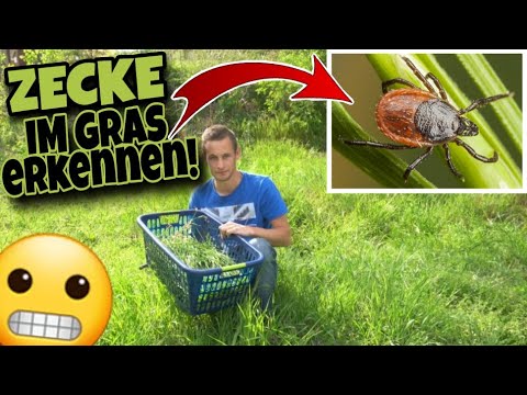 So leicht erkennt man eine ZECKE IM GRAS! 🕷🌿 TIPPS 💡 | Schustrich S 2.0 ⭐