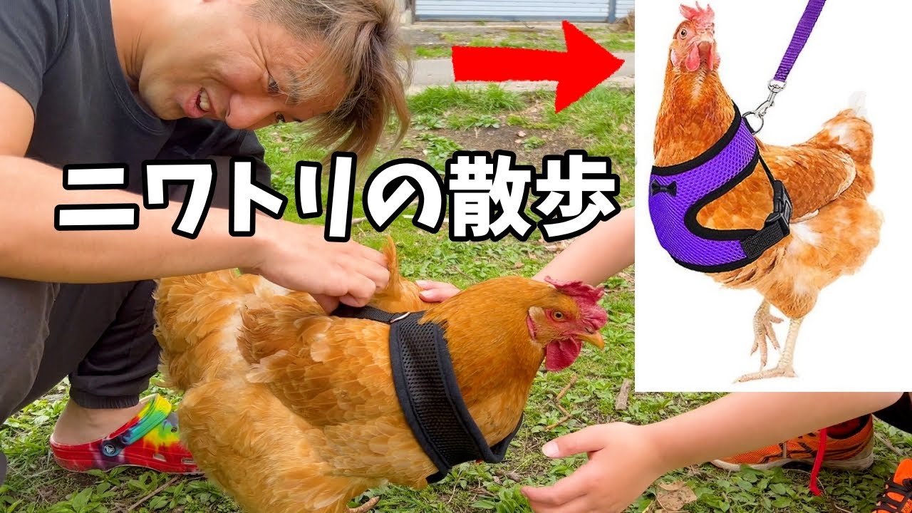 【検証】にわとり用リードで、本当に散歩ができるのか？　田舎暮らし　天草大王