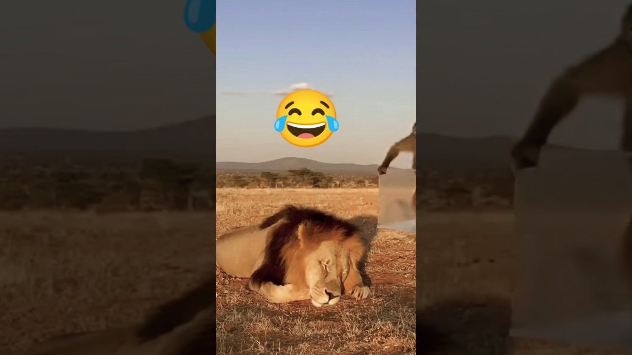 Monkey Traps Lion in Transparent Box | Funny Animal AI Video 😂 | Funny Video | Comedy Video
