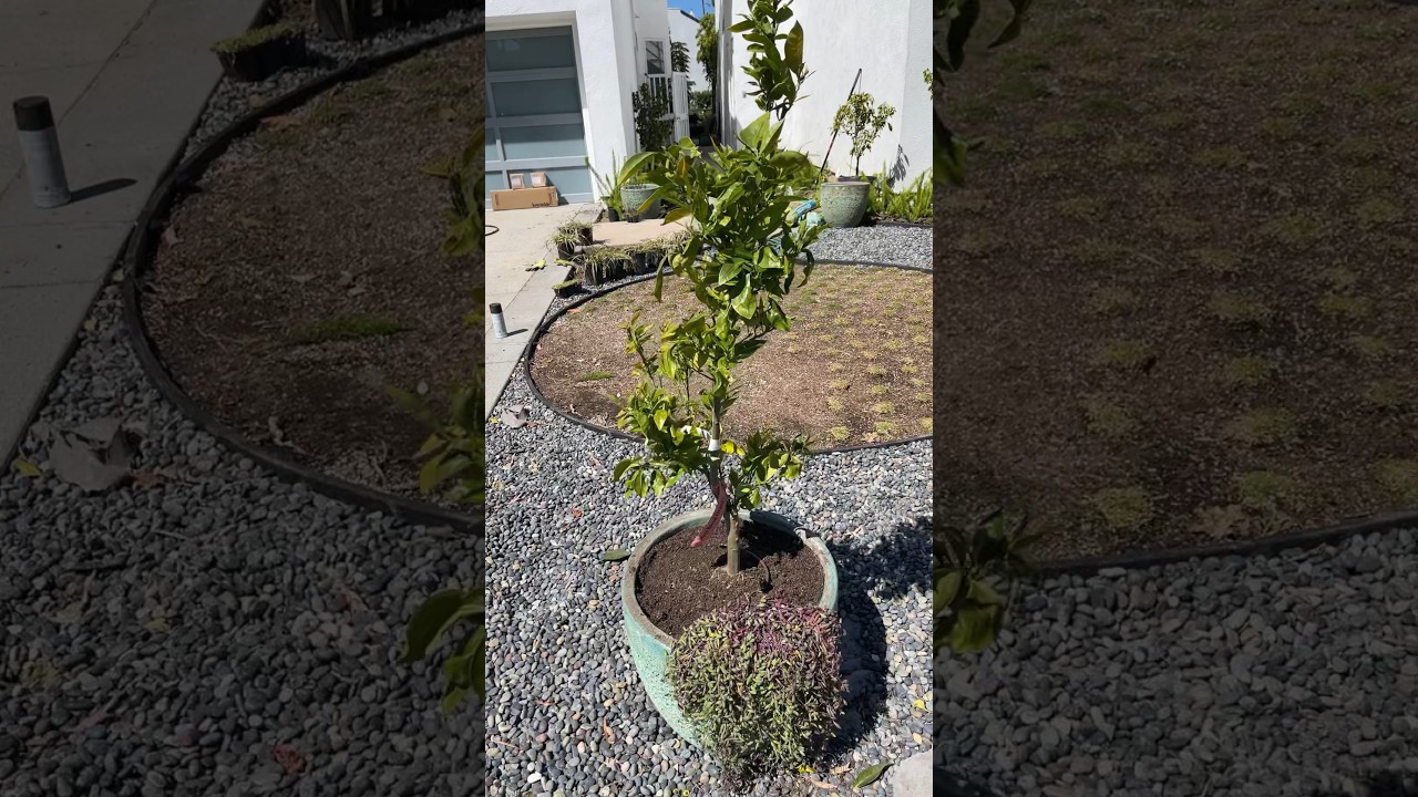 Morro blood orange citrus tree