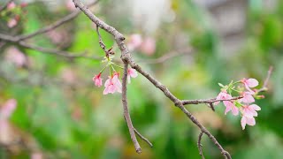 广州樱花 海珠湿地公园 Cherry blossom in Guangzhou, China 4K