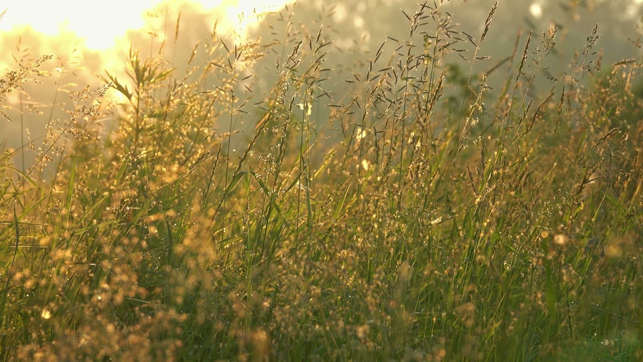 Five-Minute Morning Gratitude Meditation: A Body-by-Body Practice