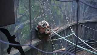 Orangutan Dvůr Králové