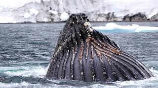 Humpback Whales: Big Beautiful Bubble Nets