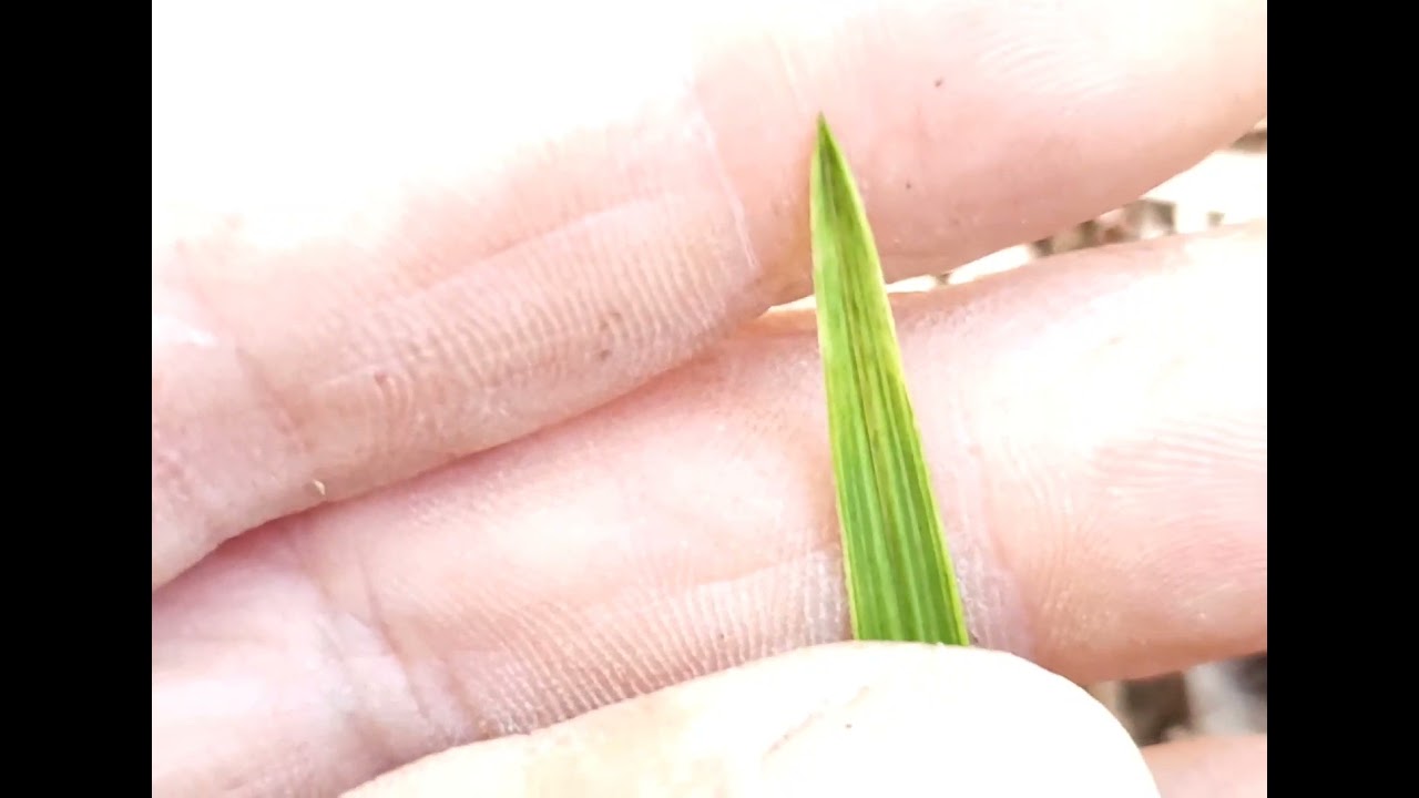 [한국춘란] 대박 맞지요? 