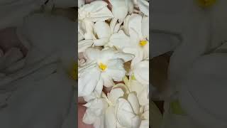 beautiful white flowers🥰😍😯there aroma is love😍#flowers #youtubeshorts #shortsvideo