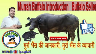 Murrah buffalo introduction | buffalo seller | मुर्रा भैंस की जानकारी | मुर्रा भैंस | #buffalo_breed