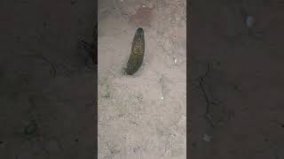 Download Lagu ngerii kepala hitam nonggol dari dalam lumpur #ngerii #vidioshorts #belut #berandayoutube MP3