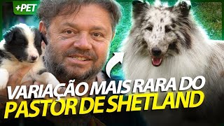 BLUE MERLE, A VARIAÇÃO DE COR MAIS RARA E CARA DO PASTOR DE SHETLAND! | RICHARD RASMUSSEN