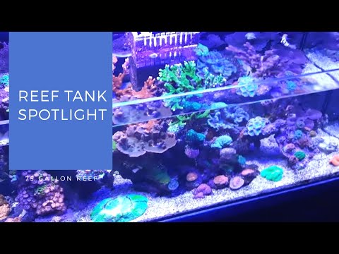 reef tank filtration aquarium