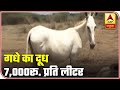 Gujarat: Donkey Milk Will Be Up For Sale At Rs 7000 A Litre | ABP News