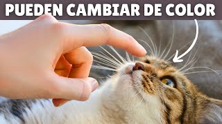 10 datos asombrosos sobre los BIGOTES de los GATOS (el #10 te encantará)