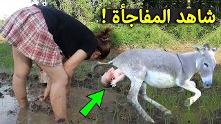 لن تصدق ماذا وجدوا داخل بطن هذا الحمار وجدوا معجزة كبيرة سبحان الله !!