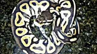 Cinnamon Ball Python Unboxing Profile