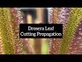 Drosera Leaf Cutting Propagation | Quick and Easy Ways to Propagate Your Sundews