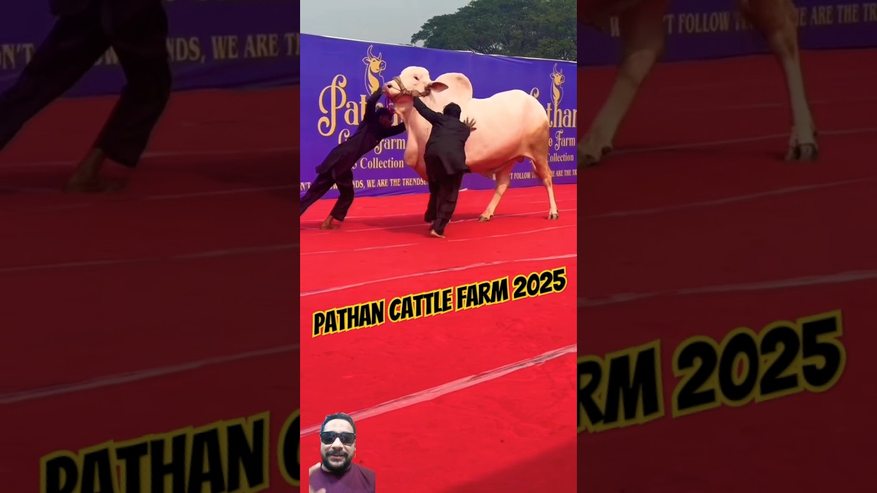 Pathan Cattle Farm 2025 